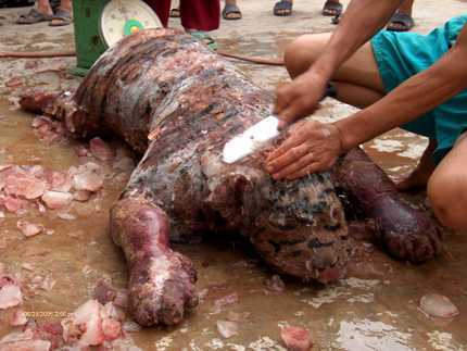 Người cắt đầu 2 con hổ và cái chết của “vua săn hổ