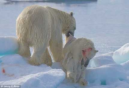 Sững sờ Gấu trắng Bắc Cực ăn thịt đồng loại
