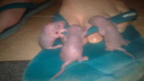 Chuột thản nhiên gặm chân sinh viên