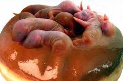 Xơi chuột sống và đặc sản chuột “trinh nữ kén chồng”