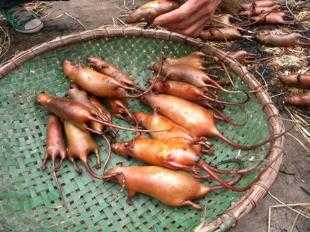 Lạ lùng chợ chuột họp giữa thủ đô