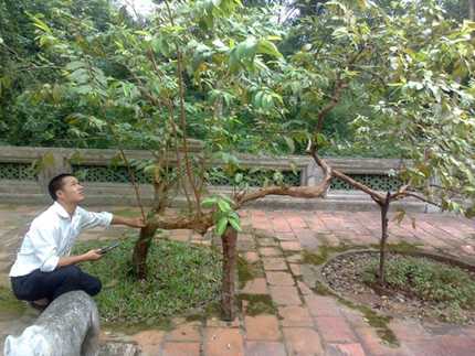 Quái lạ những cây ổi cứ gãi là “cười” ở Thanh Hóa