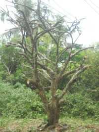 Sau đỉa, lá vải thương lái lùng mua cây ngâu giá 