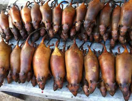 Chuột nướng, chuột xào và đặc sản chuột treo gác bếp