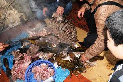 'Chúa sơn lâm' gần 200 kg bị nấu cao giữa Thủ đô