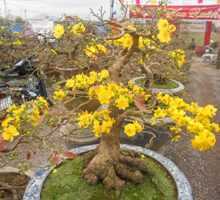 Chùm ảnh: Mai vàng rạo rực bung nở đón xuân