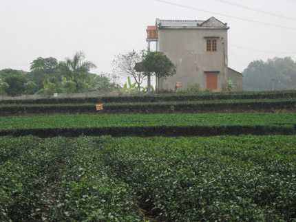 Nghe kể về loại chè hảo hạng của Việt Nam