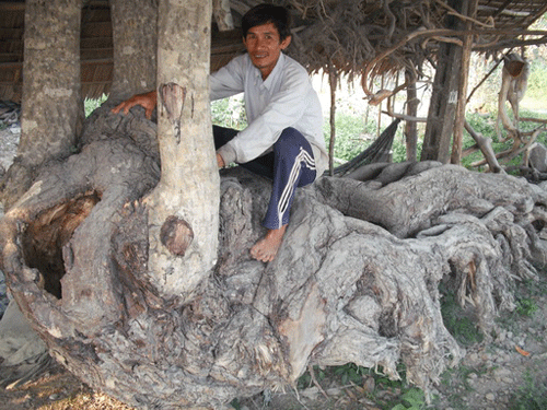 Ông nông dân trúng đậm gốc cây hình quái thú