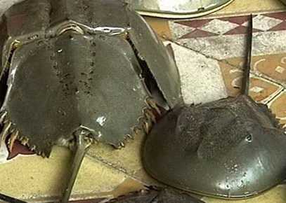 Nướng so biển ăn: ngộ độc suýt mất mạng