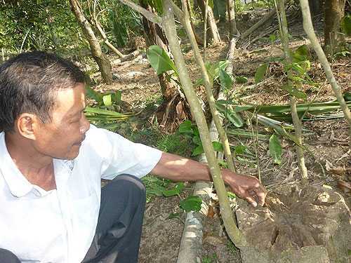 Kiếm bạc tỷ nhờ trầm kỳ