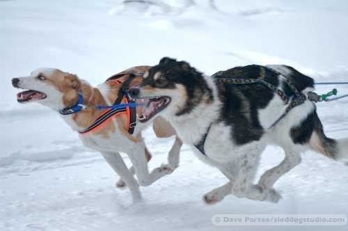 Đại gia Hà Thành gây 