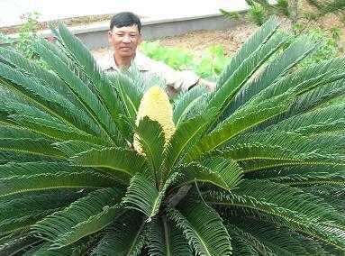 Đẹp rực rỡ cây thiên tuế nở trong sân chùa