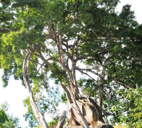 Vẻ đẹp tuyệt mỹ cây sanh thân rồng giá trăm tỷ