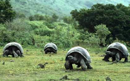 Lạc vào xứ sở của những “cụ rùa” khổng lồ