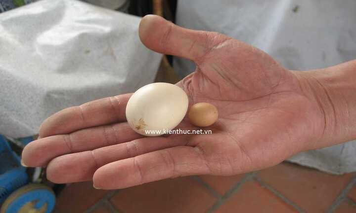 Hà Nội: Kỳ lạ con gà đẻ trứng bé hơn đồng xu