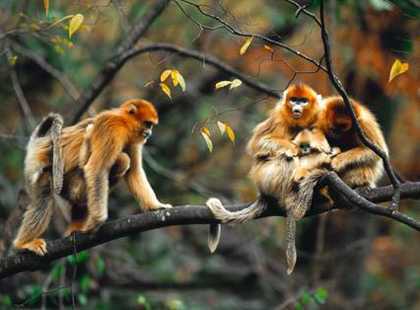 Bất ngờ “vương quốc khỉ lông vàng” trên núi ở Hải Dương