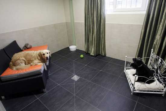 Hà Nội: Chi 100 triệu đồng cho chó mèo nghỉ “khách sạn”