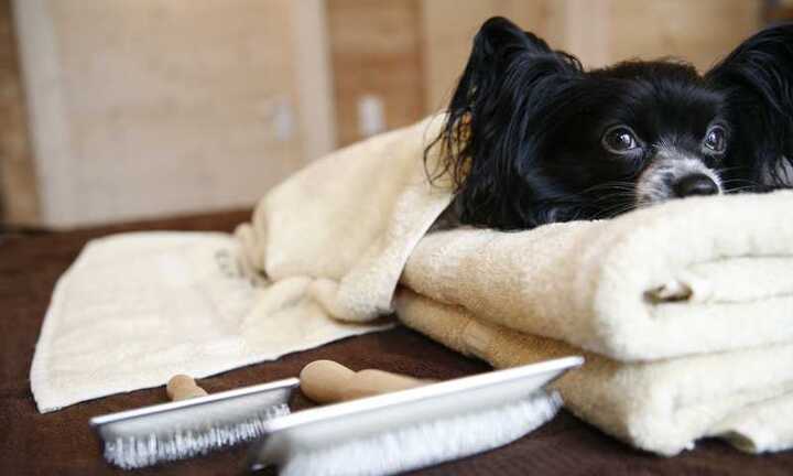 Sống cũng sướng chết cũng sướng như... chó mèo