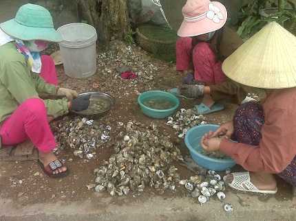 Về Quán Hàu nghe kể chuyện … Hàu