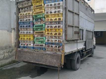 2,5 tấn gà lậu qua mặt kiểm dịch vào Thủ đô