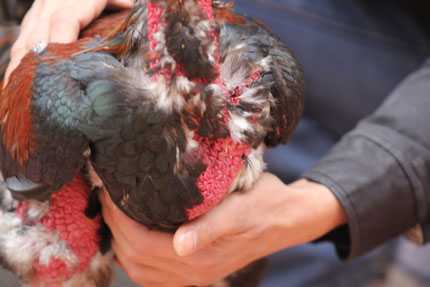 Chân dài sexy không mê bằng gà Đông Cảo