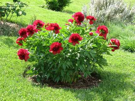 Bốn loại thảo mộc có tác dụng trong điều trị ung thư