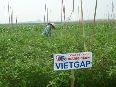 Thay dây buộc rau: rau không an toàn thành rau an toàn
