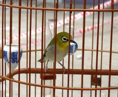 Các 'thí sinh' chim 'đọ' tiếng hót giữa Thủ đô