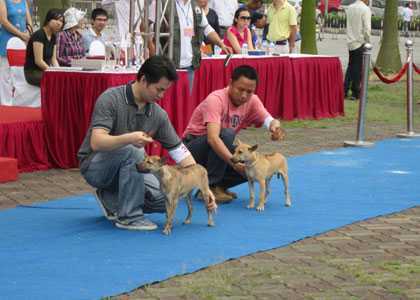 Chó nghìn đô đi... thi hoa hậu