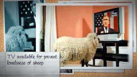 Chuyện kỳ lạ ở Nhật: Sướng như... cừu