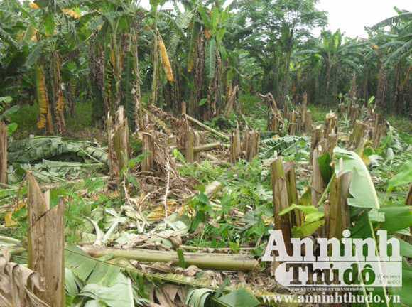 Đốt nhà, nổ súng truy sát trong vườn chuối