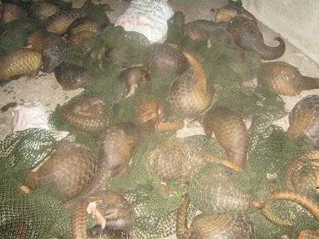 Cảnh sát vây bắt xe chở động vật hoang dã trên QL 1A