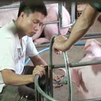 Ảnh: Cận cảnh móc hàm, bơm nước vào heo