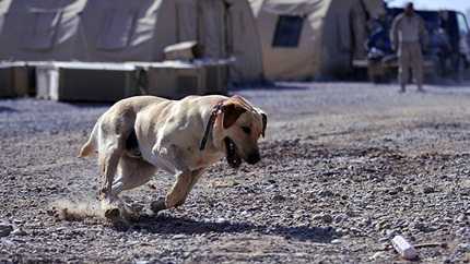 Đoạn kết bi thương về cuộc đời những 'anh hùng 4 chân'