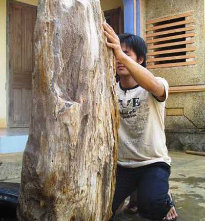 Phát hiện gỗ hóa thạch niên đại hàng triệu năm