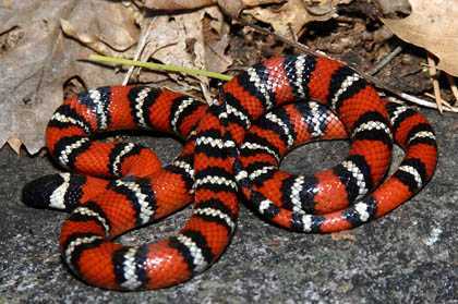 Bí ẩn loài “rắn vua” 3 màu tuyệt đẹp trên núi cao