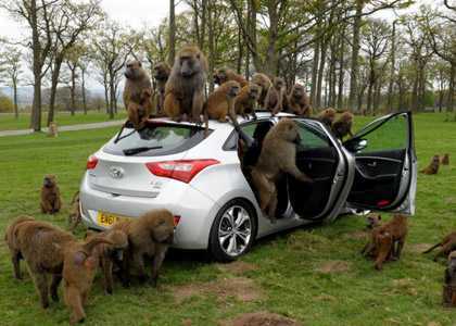 Xem Hyundai thử xe kiểu mới với 40 con khỉ
