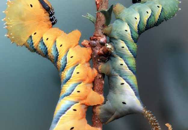 Những pha tạo hình ấn tượng của động vật