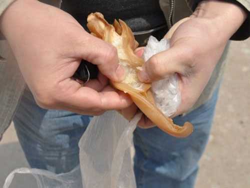 Trung Quốc lại rúng động với tai heo giả!