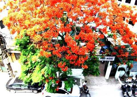 Ảnh: Đẹp ngỡ ngàng Phượng đỏ 'đốt' trời Hà Nội