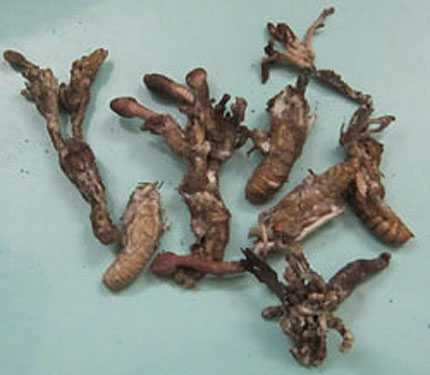 Ăn nhộng nhiễm nấm, 5 trẻ nguy kịch