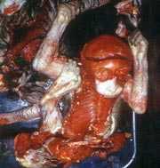 Đáng lên án thú bổ dưỡng thịt voọc