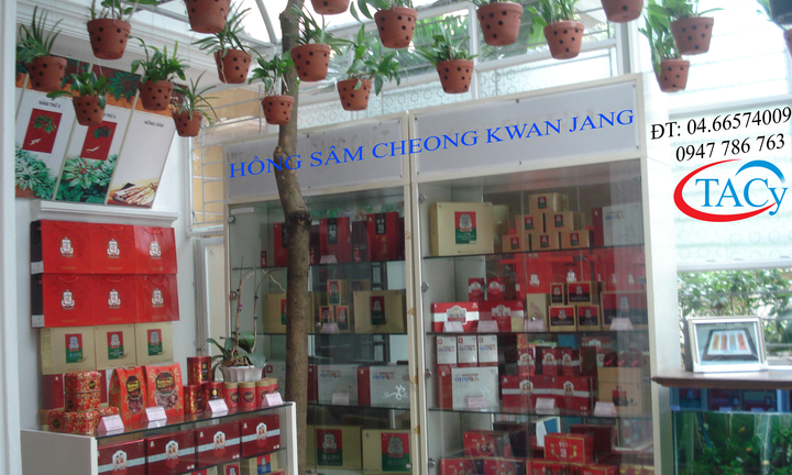 Hồng Sâm Hàn Quốc– Bí quyết chăm sóc sức khỏe của bạn