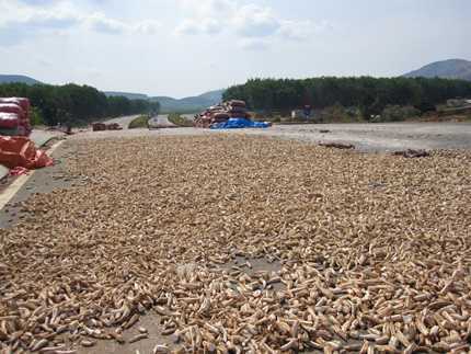 Xem xa lộ 80 tỷ đồng/km dùng để phơi ngô, sắn