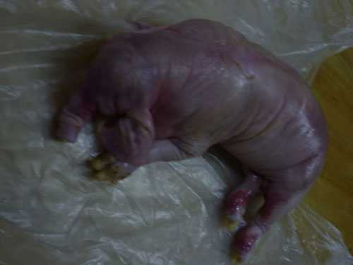 Hiếu kỳ xem heo đẻ ra “voi”... tắc cả đường