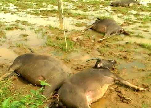 Sét đánh chết 9 con trâu đang gặm cỏ