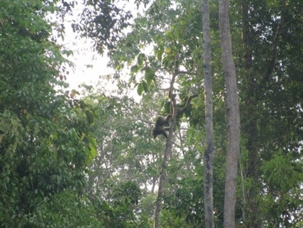 “Tôn Ngộ Không” đại náo Cù Lao Chàm