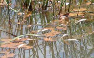 Đà Nẵng: Cá lại chết trắng kênh tại KCN Hòa Cầm