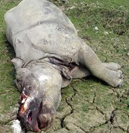 Thế giới 24h: Người Việt bị bắt vì buôn sừng tê giác