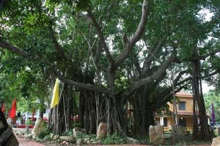 Hai cây đa trên 200 tuổi được vinh danh